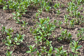 Planting fragrant peppermint in private garden. Young sprouts of green perennial plant. Spring farming time. Outdoor.