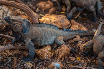 Brown iguanas in the wild, nature park. Lizard colony, close-up