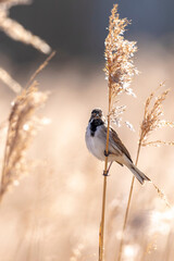 Singing common reed bunting, Emberiza schoeniclus, bird in the reeds on a windy day
