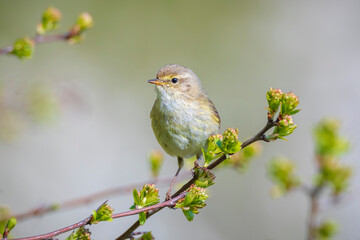 Common chiffchaff bird Phylloscopus collybita