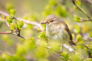 Common chiffchaff bird Phylloscopus collybita