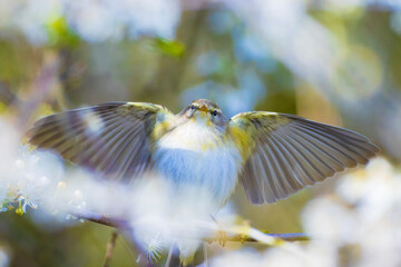 Willow warbler bird, Phylloscopus trochilus, perched.
