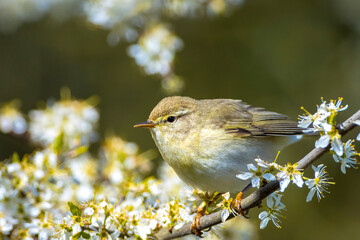 Willow warbler bird, Phylloscopus trochilus, perched.