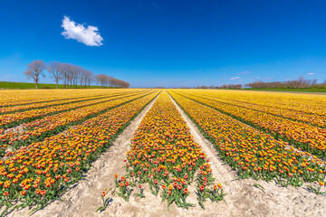 Blooming colorful Dutch yellow red tulips flower field under a blue sky.