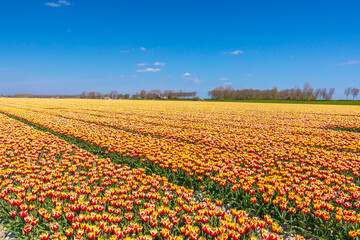 Blooming colorful Dutch yellow red tulips flower field under a blue sky.