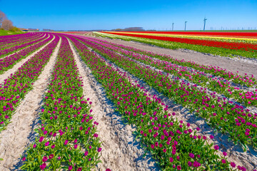 Blooming colorful Dutch pink purple tulip flower field under a blue sky.
