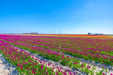 Gordijnen Blooming colorful Dutch pink purple tulip flower field under a blue sky. © Sander Meertins