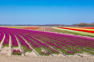 Blooming colorful Dutch pink purple tulip flower field under a blue sky.