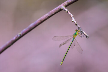 Small emerald spreadwing damselfly, Lestes virens,