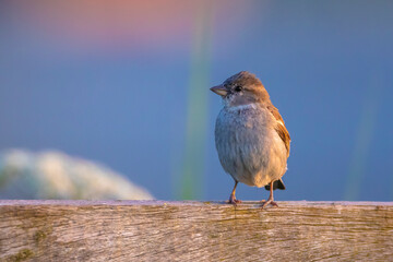 House Sparrow female bird, passer domesticus, foraging