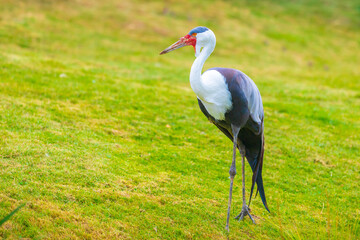 Wattled crane, grus carunculata, bird foraging in a green meadow