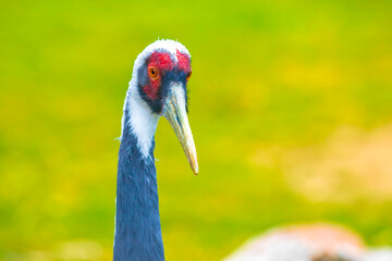 Closeup of a white-naped crane, Antigone vipio, Grus vipio, bird,