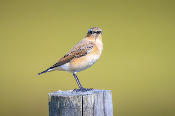 Northern wheatear bird, Oenanthe oenanthe,