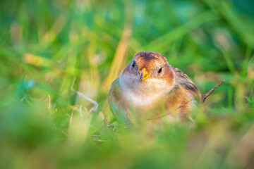 snow bunting bird, Plectrophenax nivalis foraging in grass