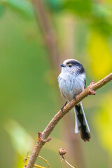 Closeup of a long-tailed tit or long-tailed bushtit, Aegithalos caudatus, bird foraging in a forest