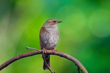 Dunnock Prunella modularis bird singing during Springtime