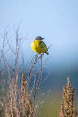 Closeup of a male western yellow wagtail bird Motacilla flava singing