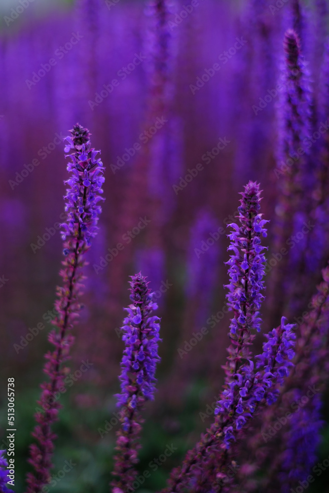 Wall mural Lilac lavender flowers on a blurred background, close-up. Can be used as an abstract natural background.