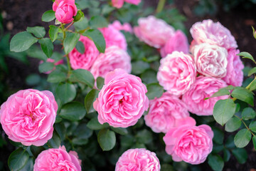 Blooming garden roses bush with rose buds and green leaves