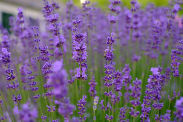 Lilac lavender flowers on a blurred background, close-up. Can be used as an abstract natural background.