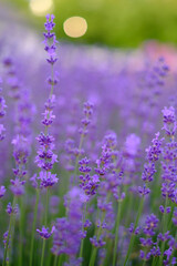 Lilac lavender flowers on a blurred background, close-up. Can be used as an abstract natural background.