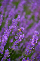 Lilac lavender flowers with a wasp on a flower on a blurred background, close-up. Can be used as an abstract natural background.