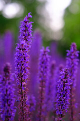 Lilac lavender flowers on a blurred background, close-up. Can be used as an abstract natural background.