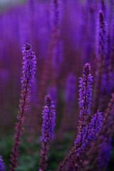 Obraz premium Lilac lavender flowers on a blurred background, close-up. Can be used as an abstract natural background.