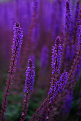 Lilac lavender flowers on a blurred background, close-up. Can be used as an abstract natural background.