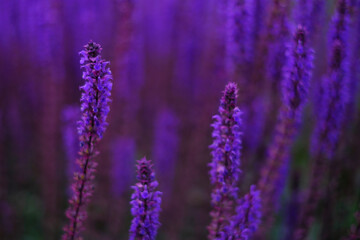 Obraz premium Lilac lavender flowers on a blurred background, close-up. Can be used as an abstract natural background.
