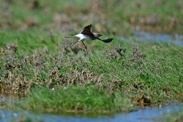 Collared Pratincole // Rotflügel-Brachschwalbe (Glareola pratincola) - Greece