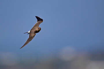 Collared Pratincole // Rotflügel-Brachschwalbe (Glareola pratincola) - Greece