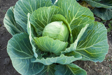 Round early green cabbage. Healthy food.