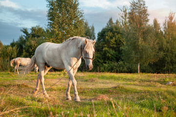 Obraz na płótnie Canvas A white horse grazes in a meadow at sunset.
