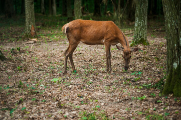 Roe deer on a green background in the forest