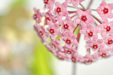 ホヤ（サクララン）の花