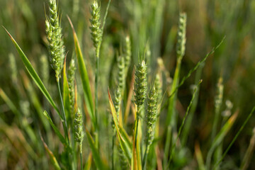 raw green unripe wheat field 