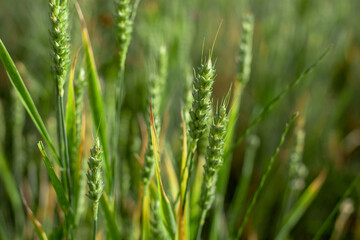 Fototapeta na wymiar raw green unripe wheat field 