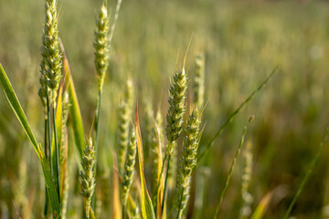 raw green unripe wheat field 