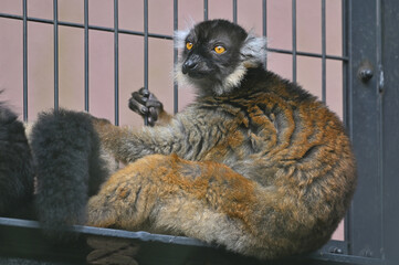 到津の森公園「クロキツネザル」