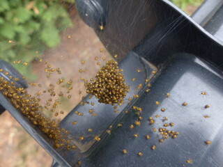 Yellow spaders nest on a bin 