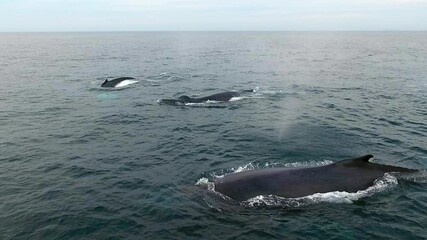 Whales in Puerto Vallarta