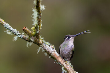 Talamanca Hummingbird in Costa Rica on a branch with an open beak