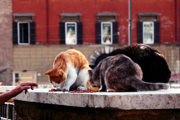 Stray street cats being fed in Rome, hungry ginger cat