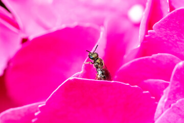 beetle on pink flower