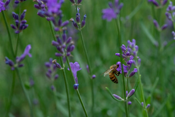 field of lavender