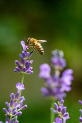 bee on a flower