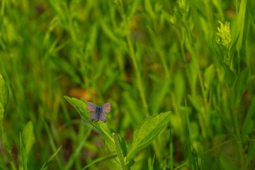 The common blue butterfly (Polyommatus icarus) is a butterfly in the family Lycaenidae and subfamily Polyommatinae. Agriculture concept