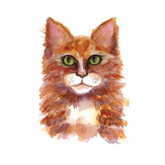 Watercolor illustration of red hair cat Maine Coon isolated on white background,realistic face portrait of a pet,cat head.