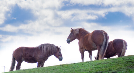 Horses on the meadow